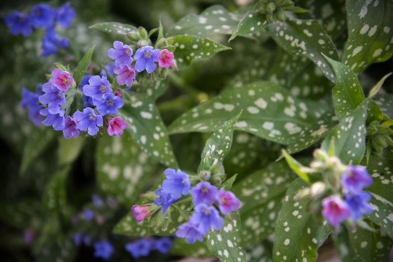 Lungwort flowers. 