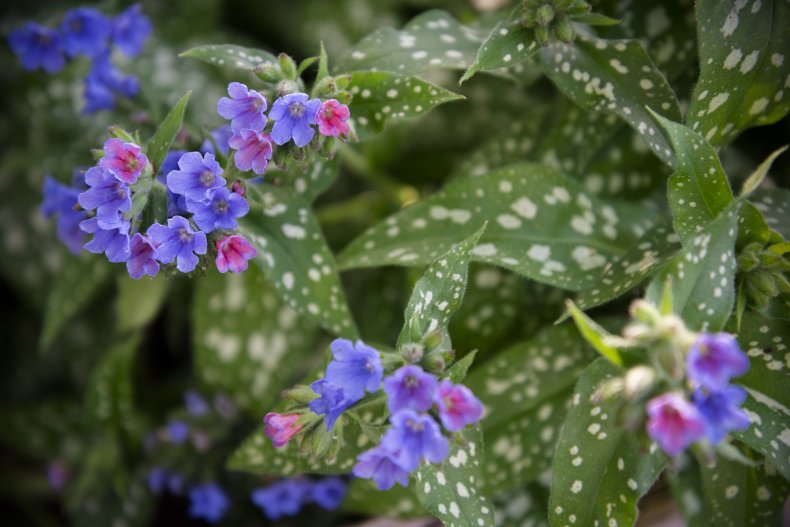 Lungwort flowers.