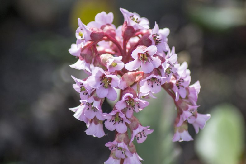 A view of bergenia flowers.