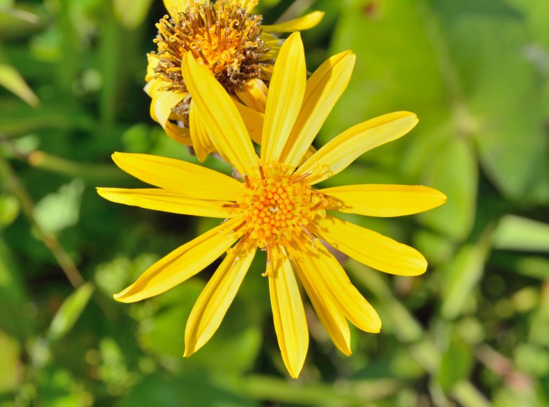 A close-up of a ligularia plant.