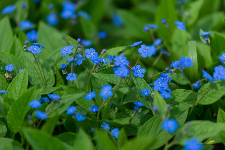 Flowers on a brunnera plant.
