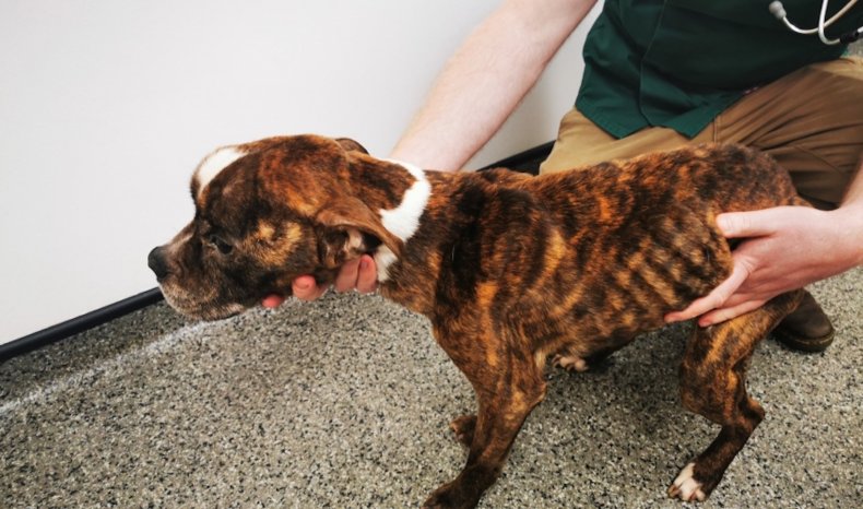 An emaciated dog called Kaiser