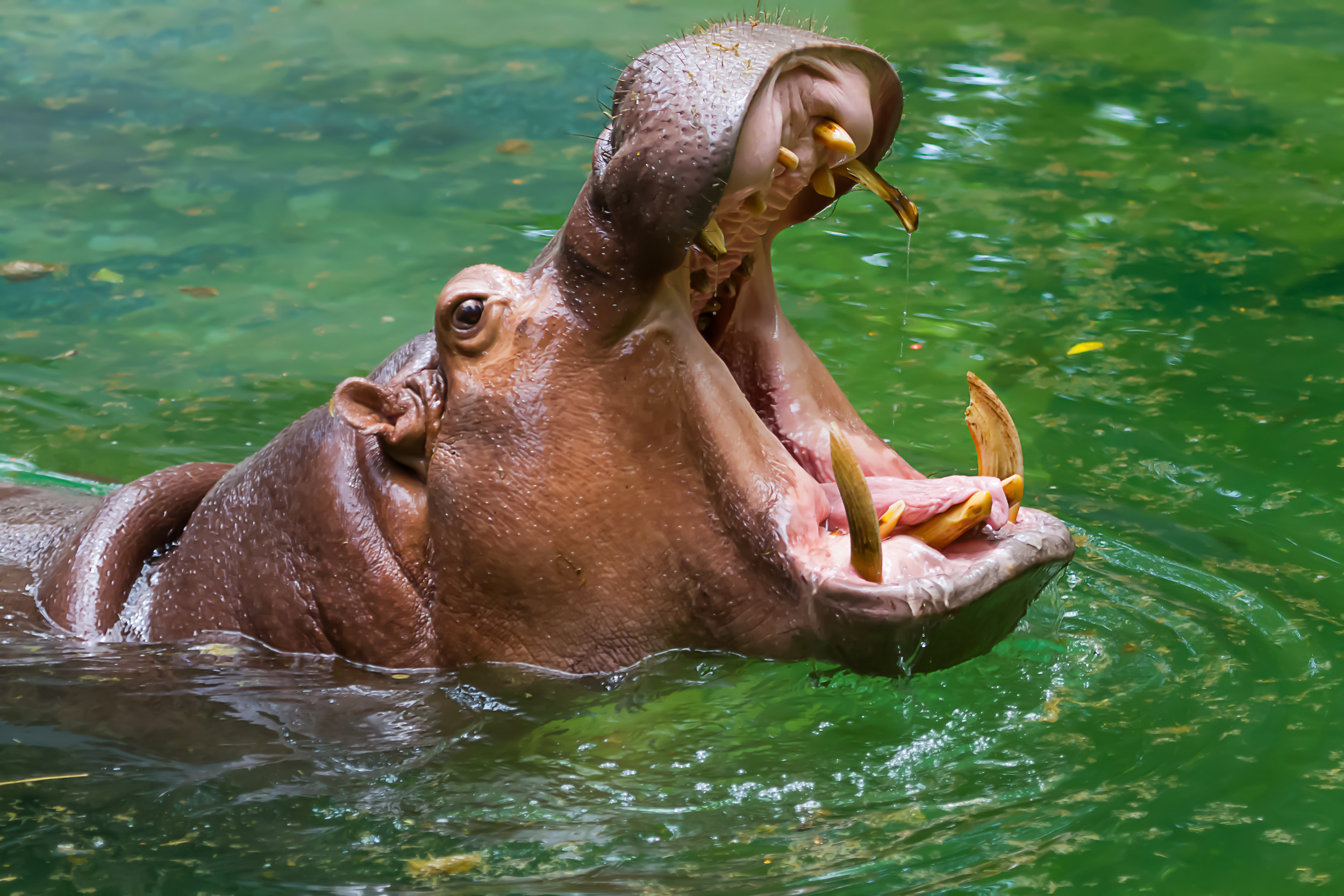 'My A** Would Be Running': Hippo Climbs Over Enclosure Wall in Viral ...