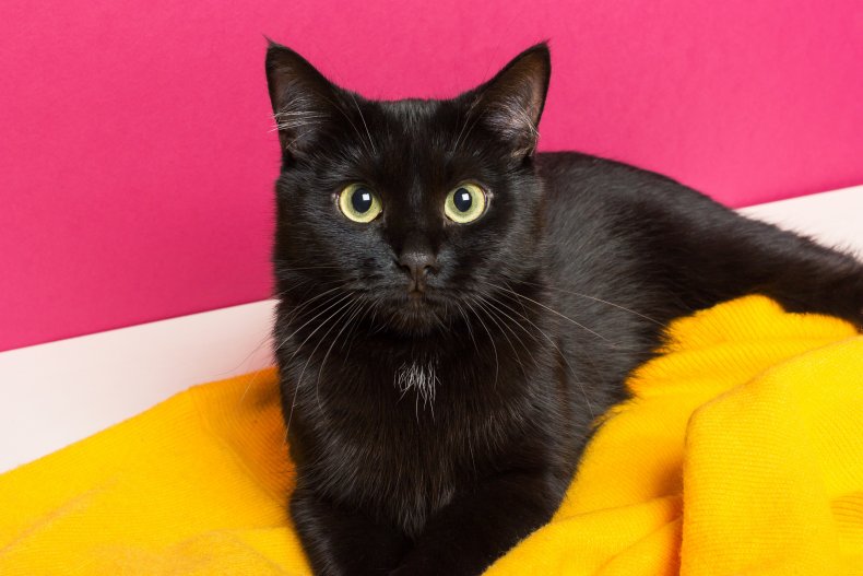 Black cat