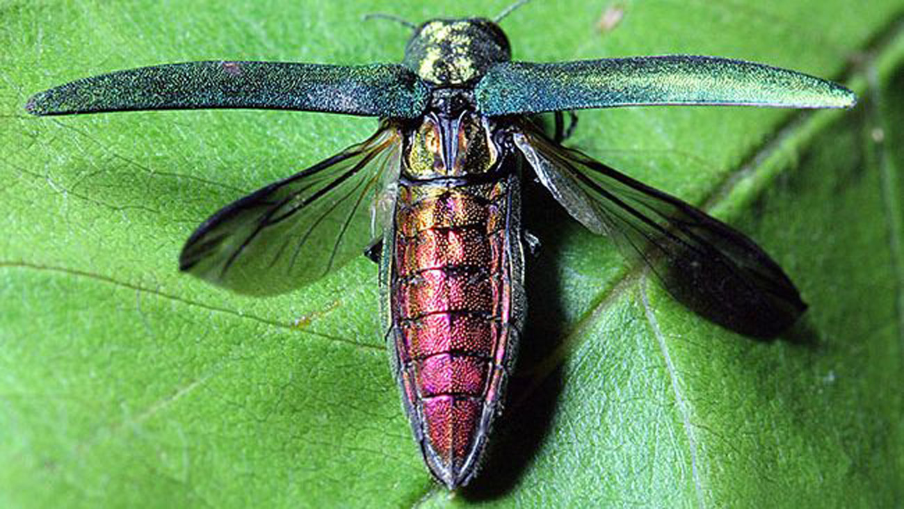Invasive Insects Expected to Kill 1.4 Million Urban Trees in the