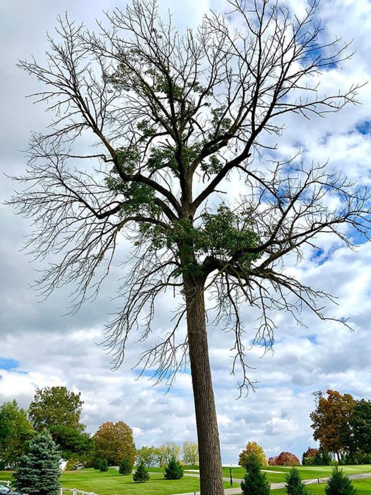 Dead ash tree