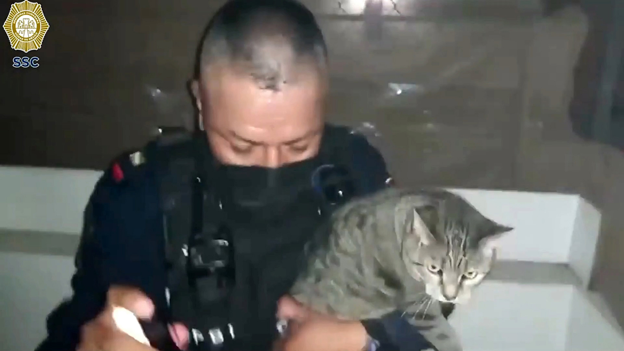 Video Shows Mexico City Police Rescue Cat From Mayor's Burning Office