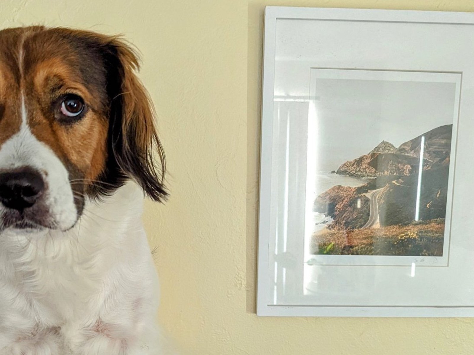 Brain Hurt Dog S Accidental Texts To Owner S Fiancee Delights Internet Brain Hurt Dog S Accidental Texts To Owner S Fiancee Delights Internet