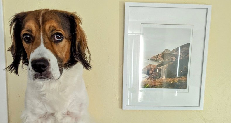 rosie text message stroke dog fiancee twitter