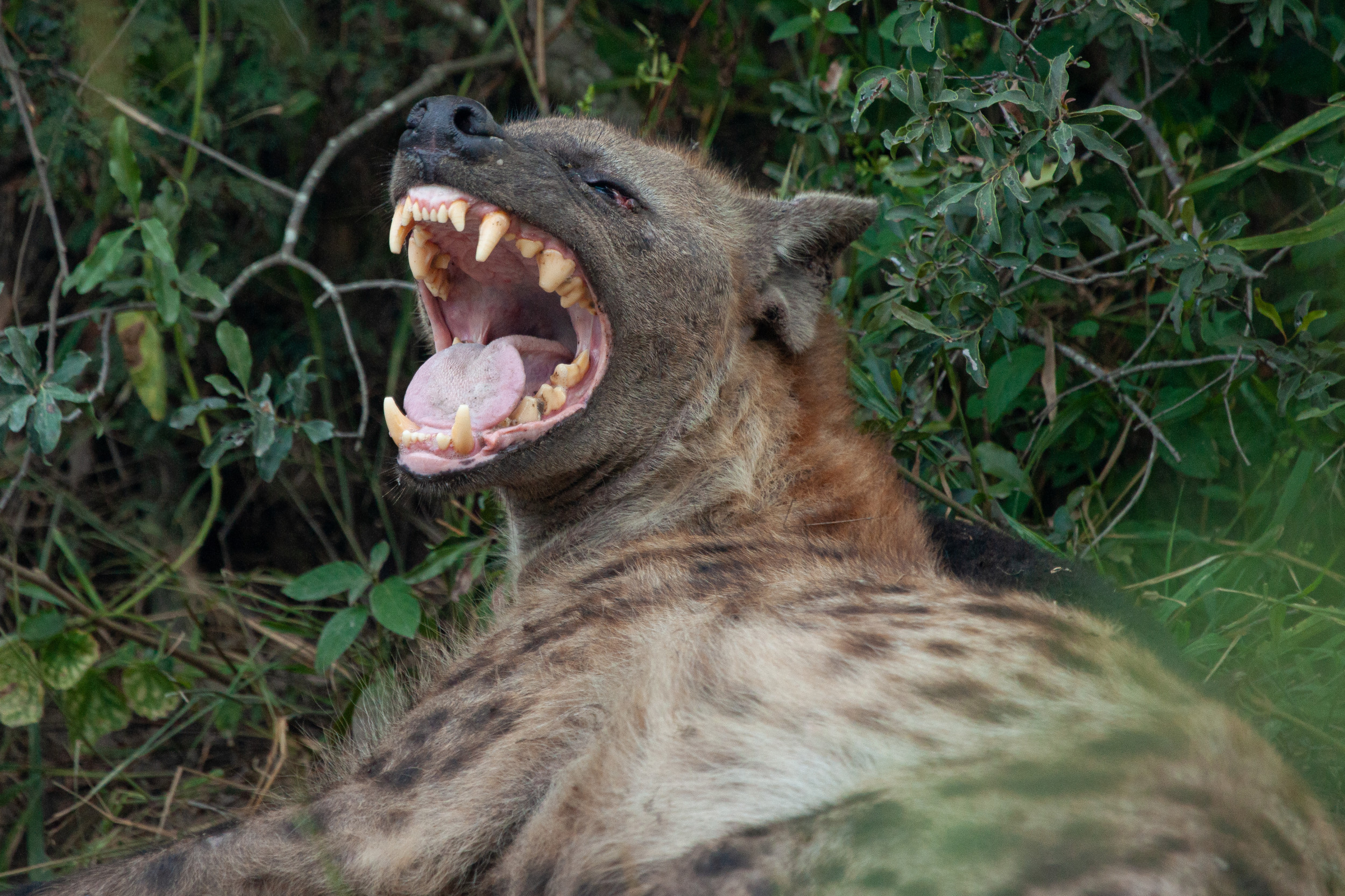 hyena animal smiling