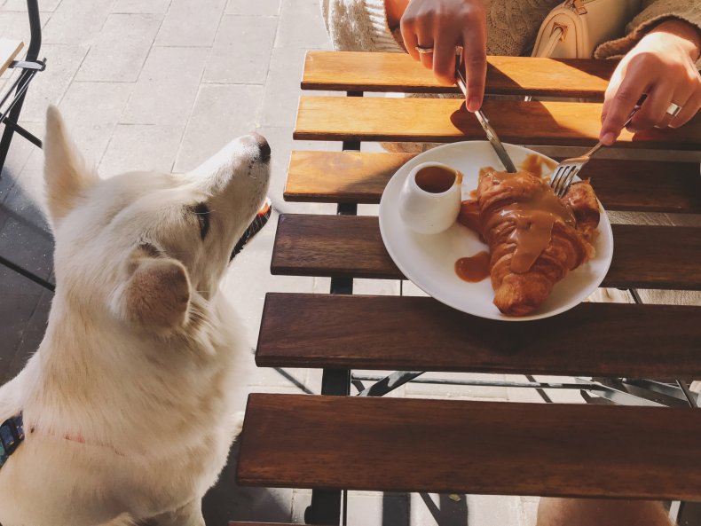 Pet-friendly restaurants