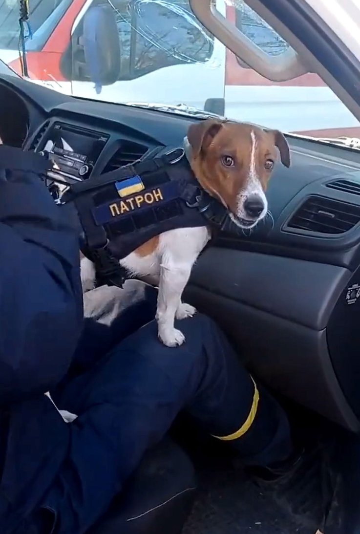 Patron bomb-sniffing dog Ukraine