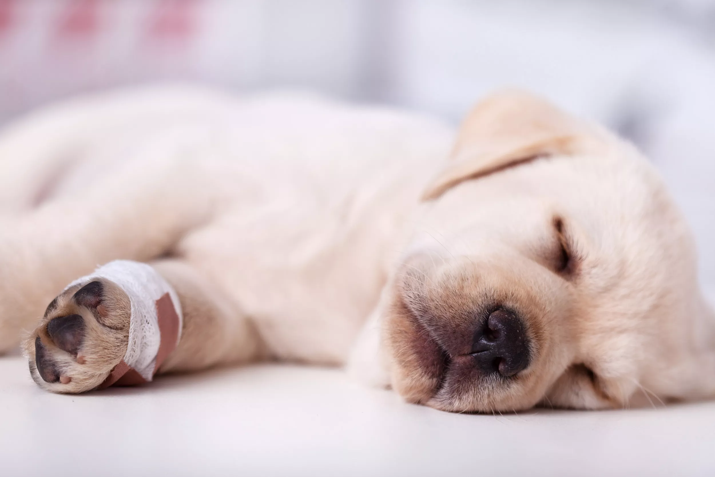 Missouri Woman Starved Pet Dog, Tried to Bury her Alive: Police - Vimarsana News