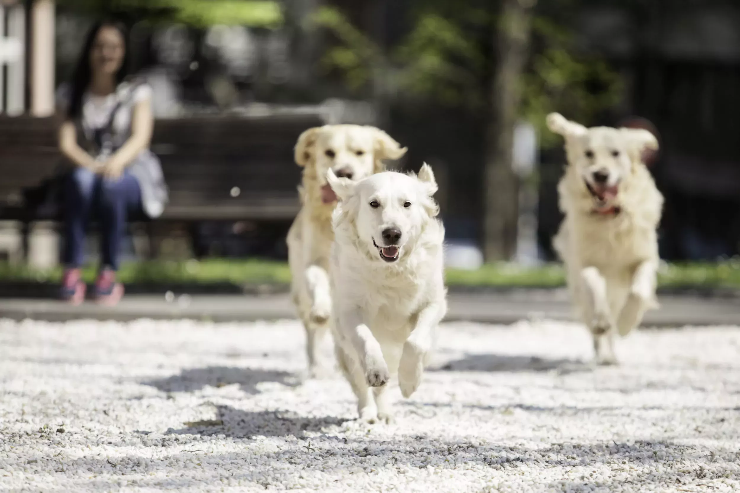 People Losing It Over Trio of French Golden Retrievers: 'So Well Behaved' - Vimarsana News