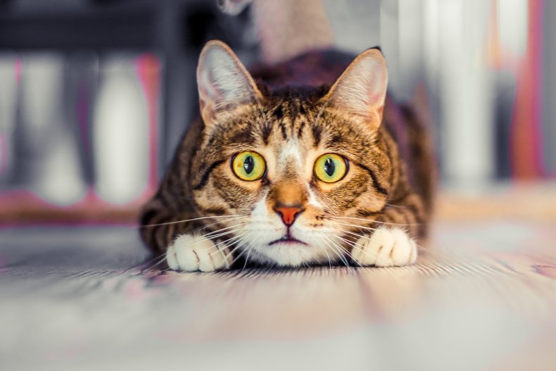 Concerned cat crouching down for better look