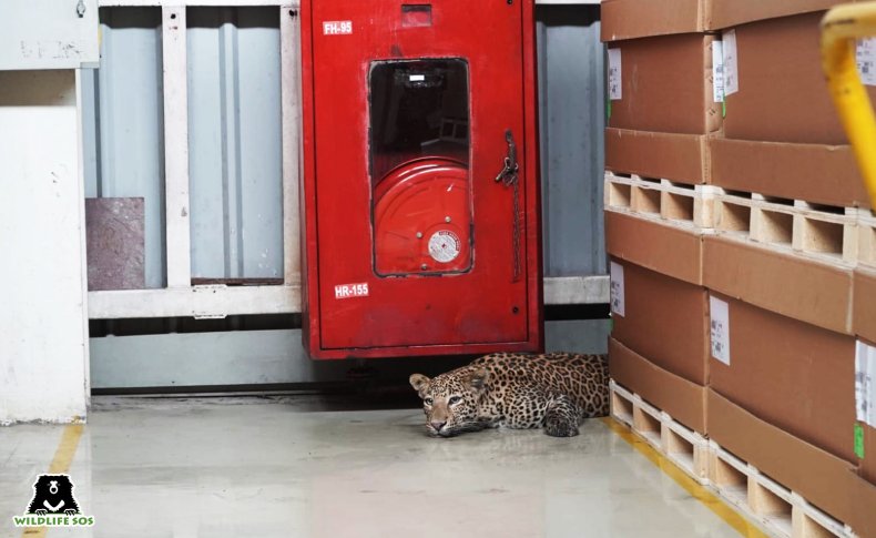 Leopard in car factory 
