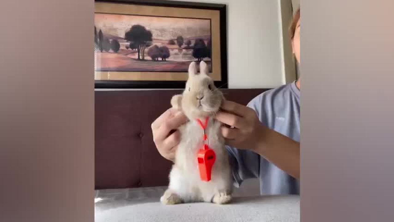 adorable-dancing-bunny-delights-internet.jpg