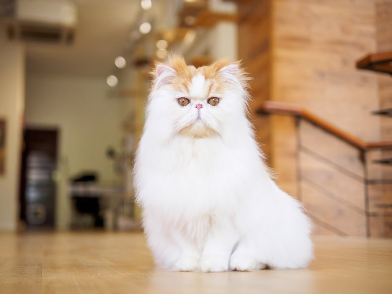 Doll Face Persian Cat