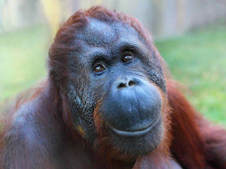orangutan