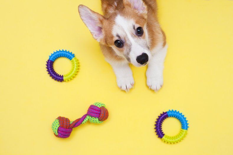 Corgi puppy with toys