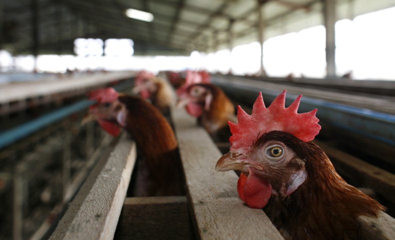 France Bird Flu Poultry Farm Culling