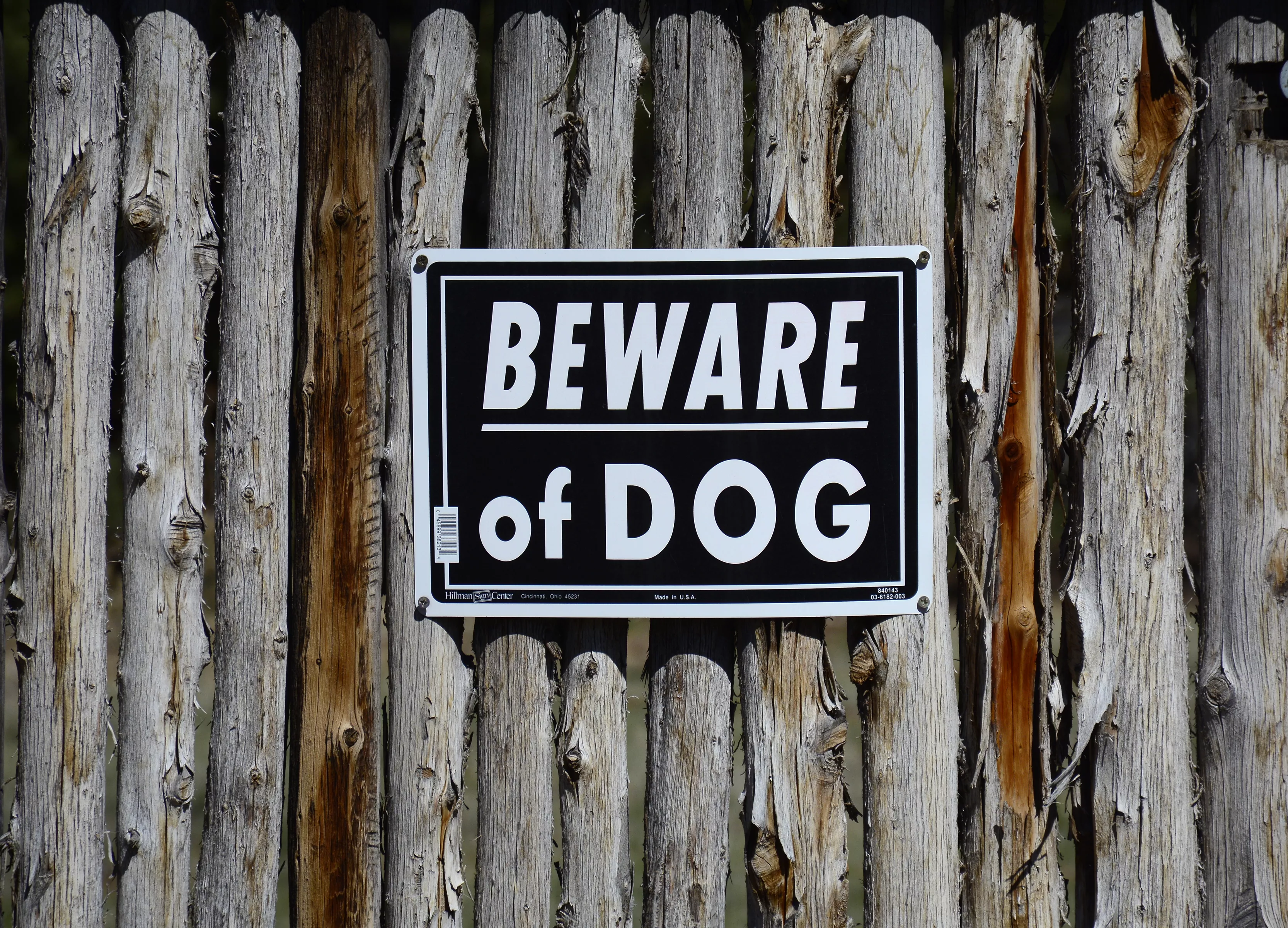 Woman Has Both Arms Amputated After Being Attacked by Dogs While on Walk - Vimarsana News