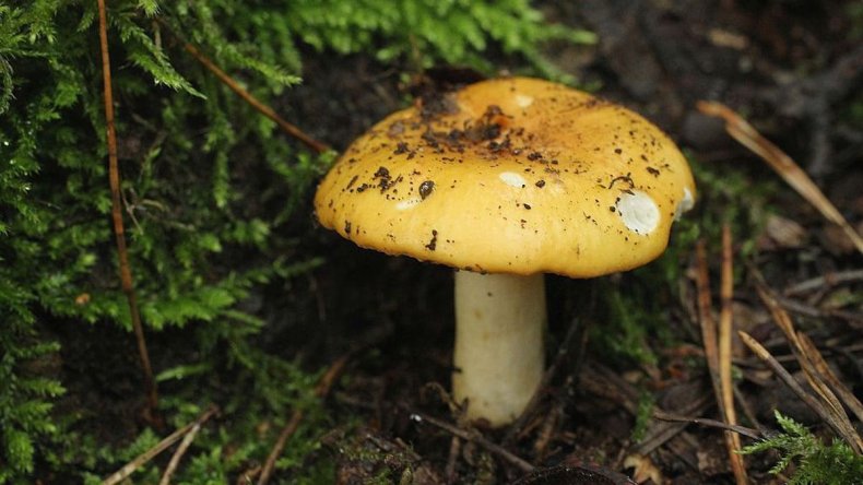 Mushroom, Cannabis, Cancer