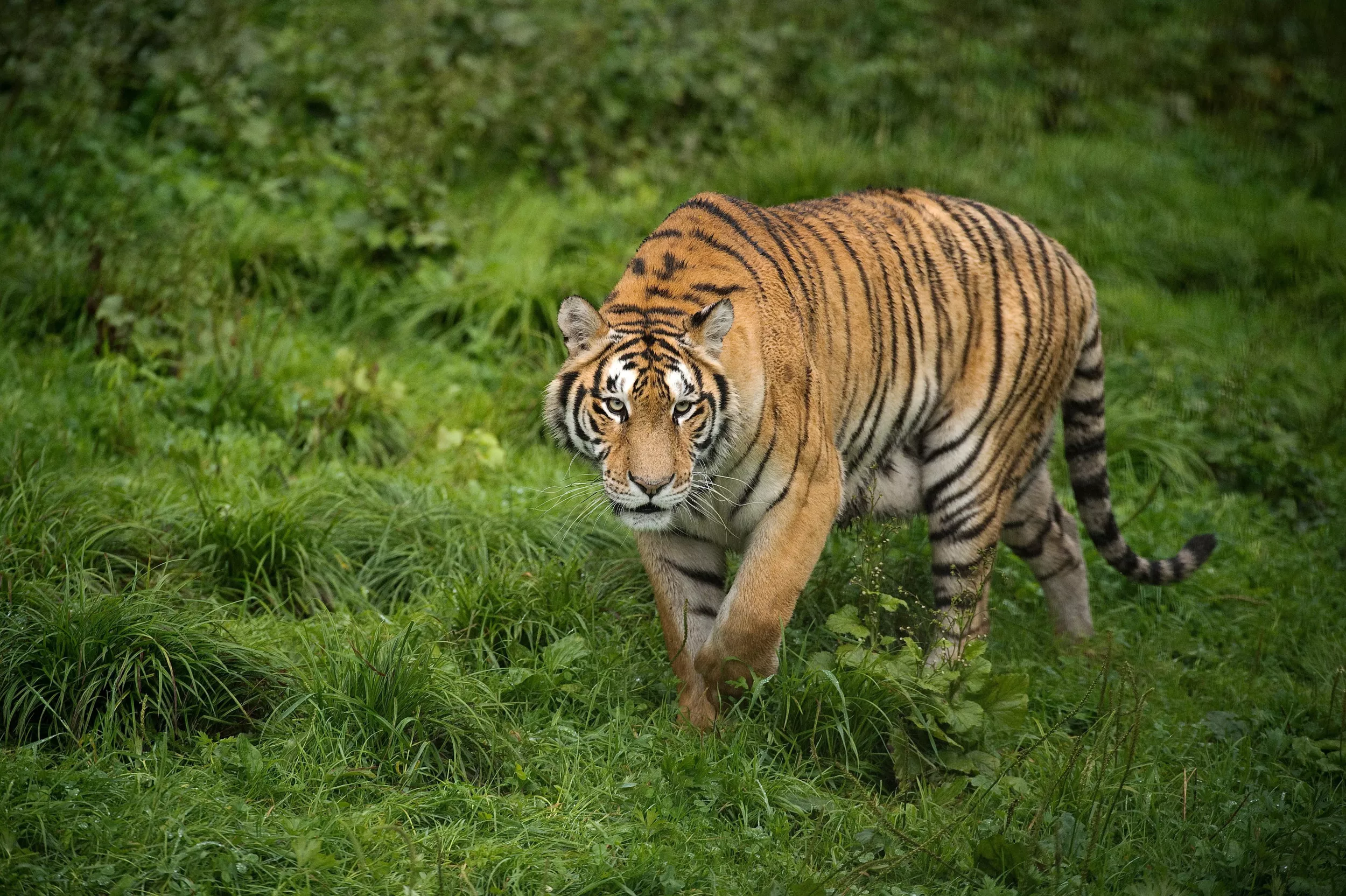Florida Man Attacked by Tiger at Everglades Airboat Business - Vimarsana News
