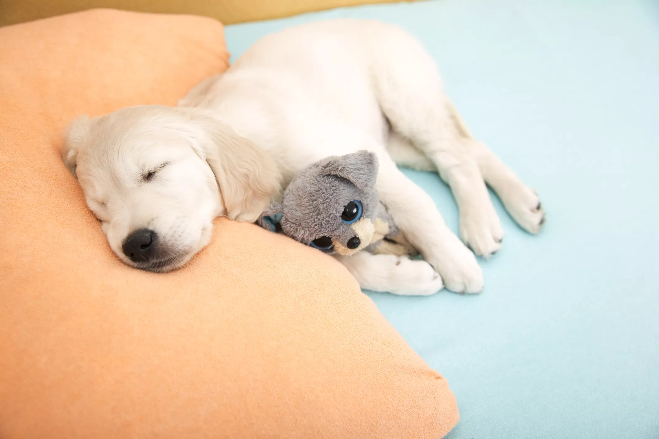 What Dog Sleeping Positions Mean: From Belly Up to the Sphinx - Vimarsana News