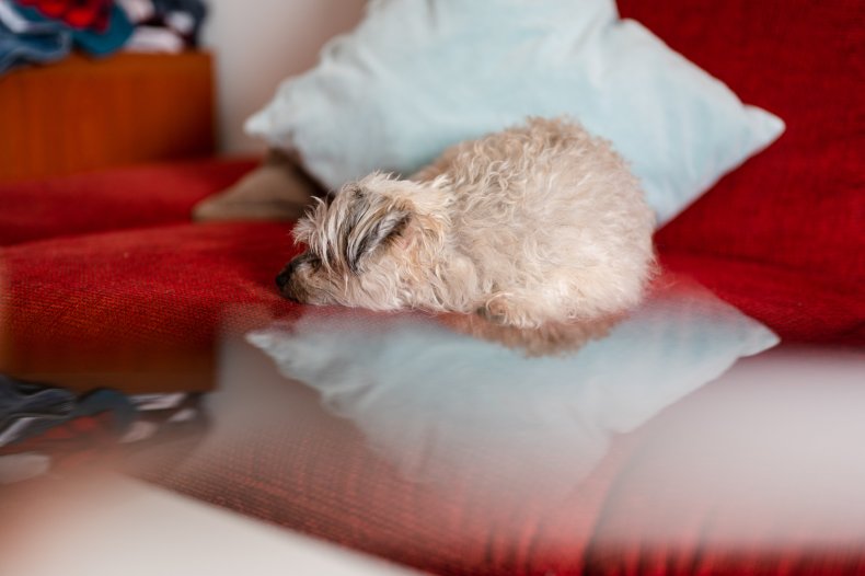 Cute little dog (Bolonka Zwetna) curled-up on 