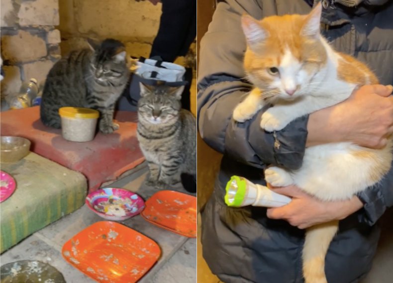 Cats in Ukrainian shelter
