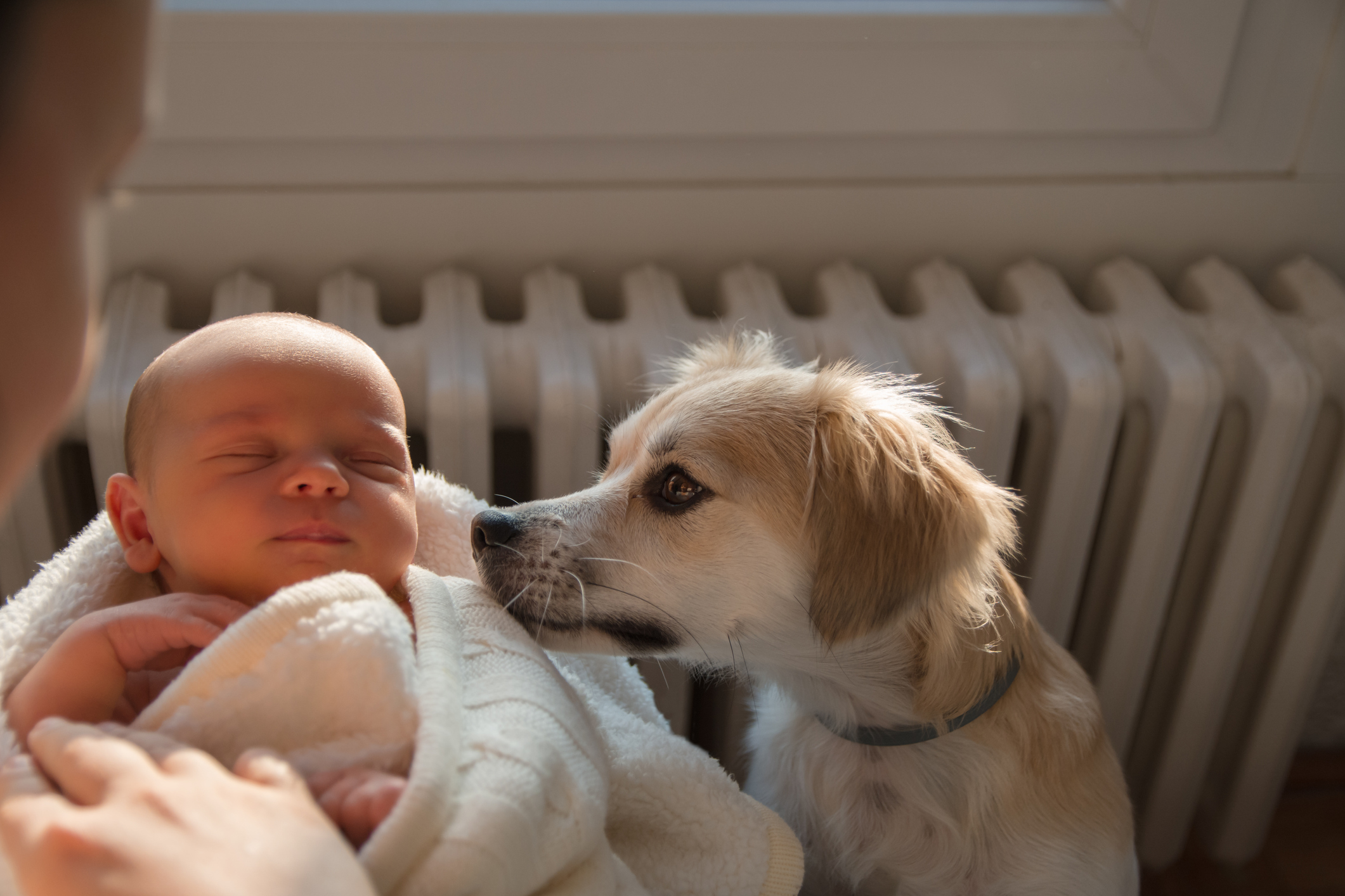 Dog Meets Owner’s Newborn Daughter for First Time in ‘Touching’ Video