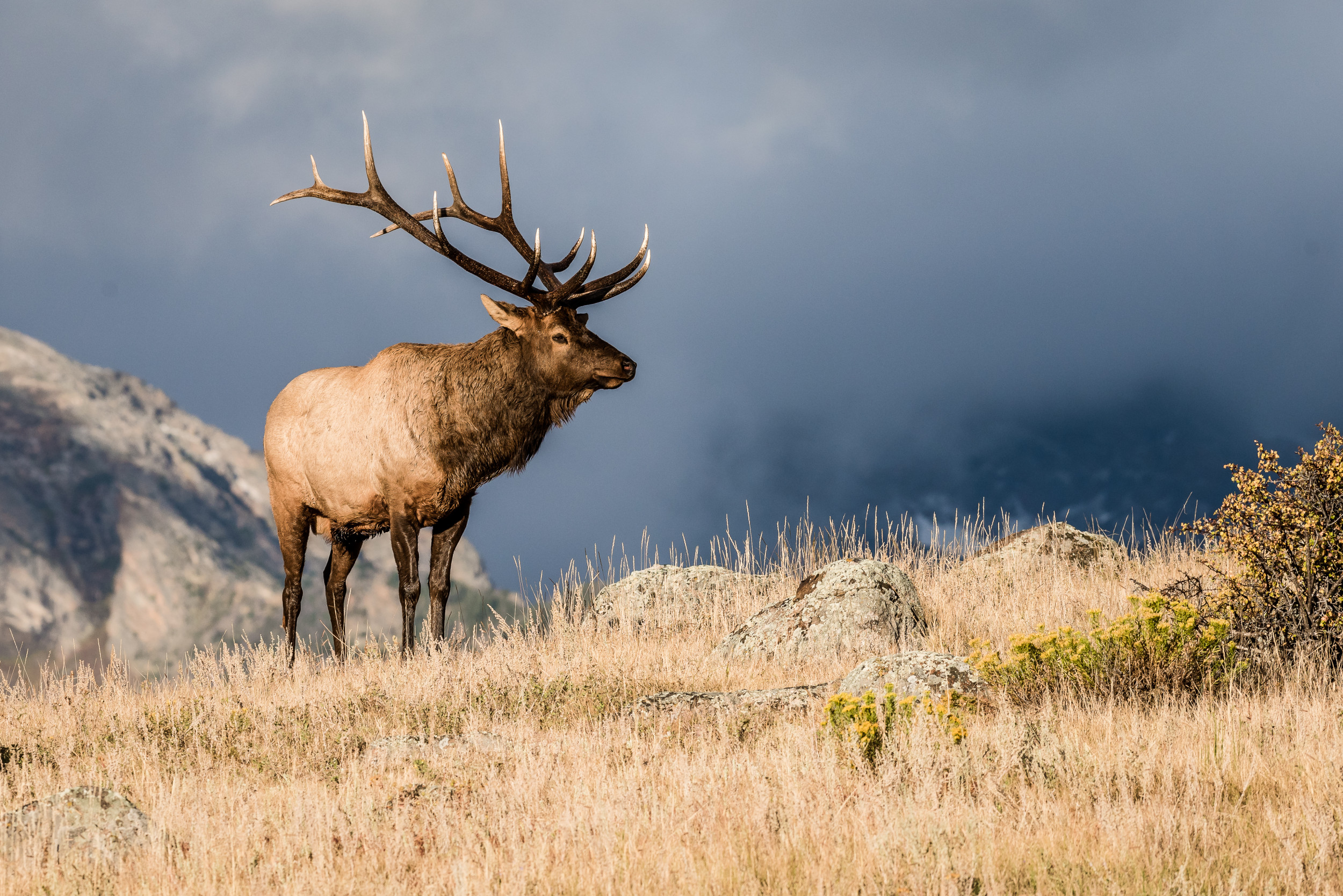 Famous Rocky Mountain Bull Elk Found Dead, Body Eaten by Mountain Lion
