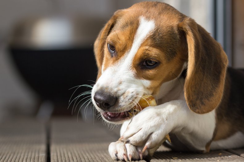 Dog eating snack