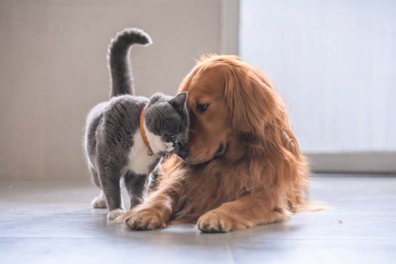 Cat and dog playing