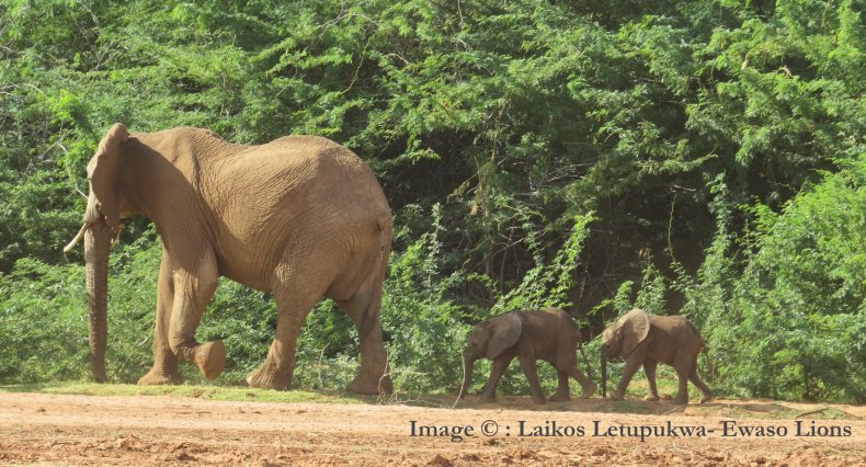 Elephant twins
