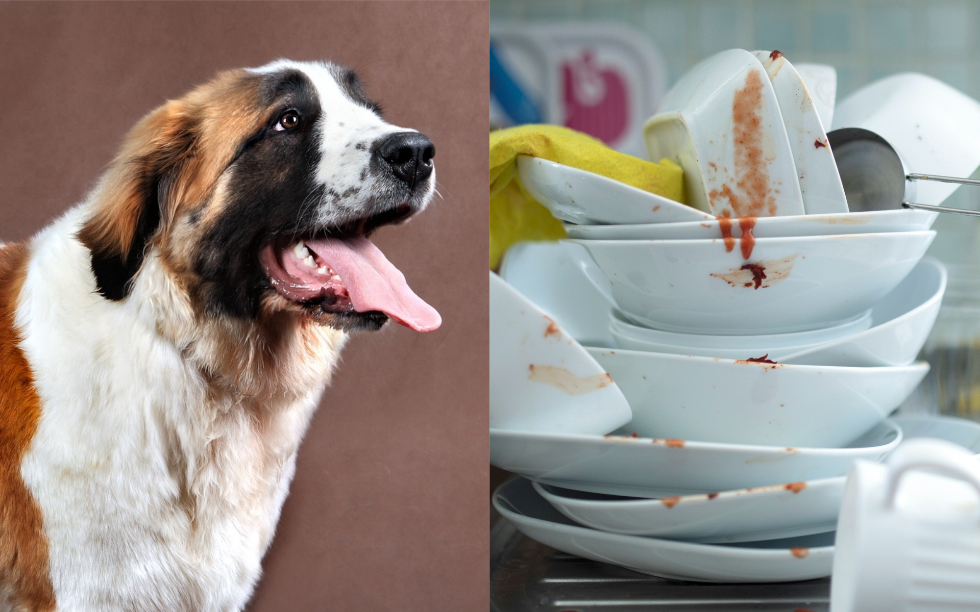 Giant Saint Bernard Caught Licking Plates in Sink 'to Help with the