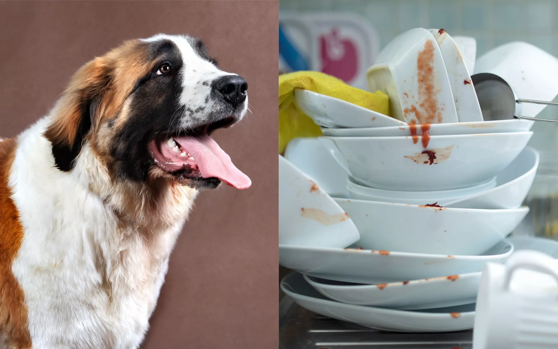 Giant Saint Bernard Caught Licking Plates in Sink 'to Help with the Dishes' - Vimarsana News