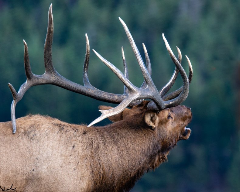Bruno the Elk 