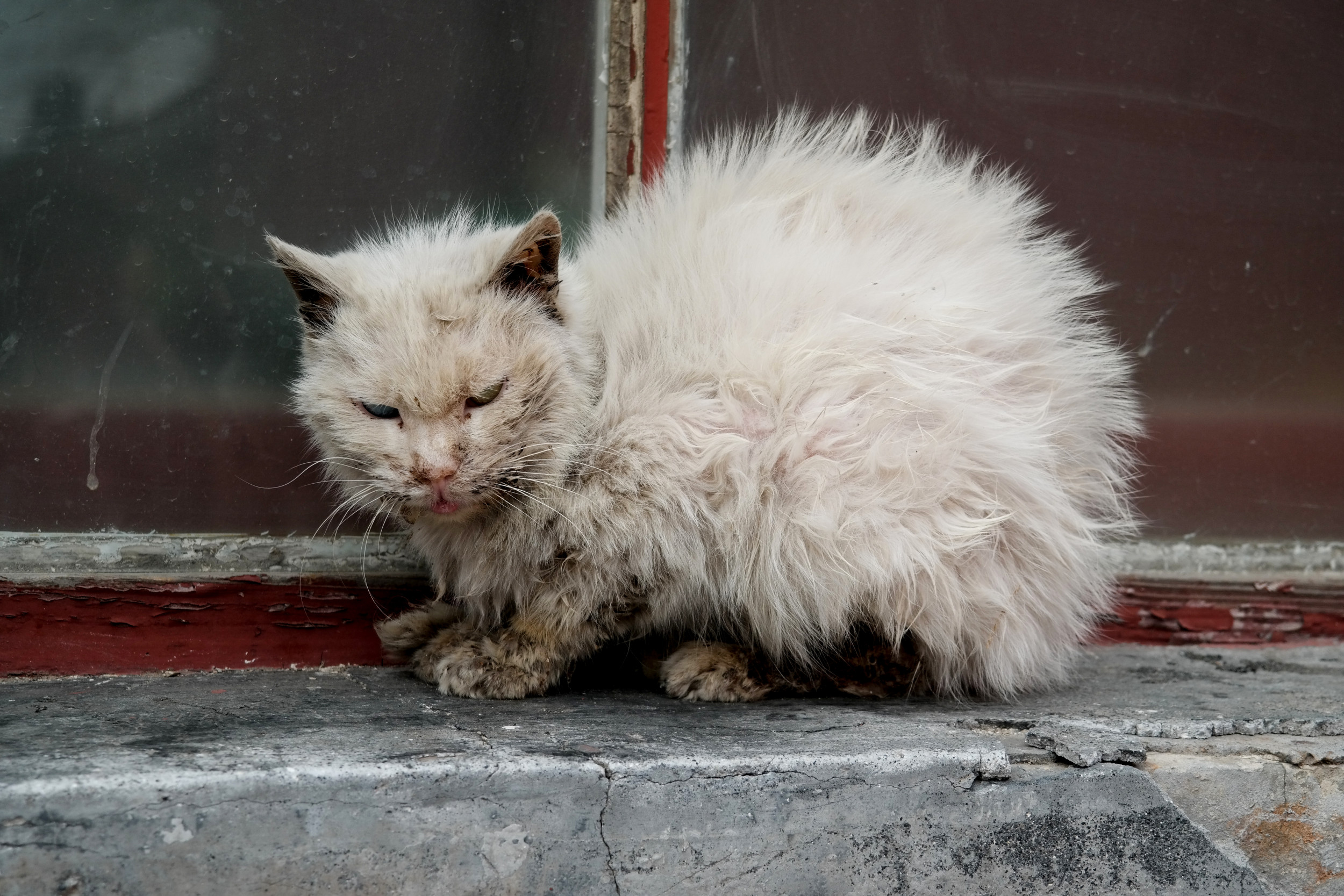 Бездомный белый кот