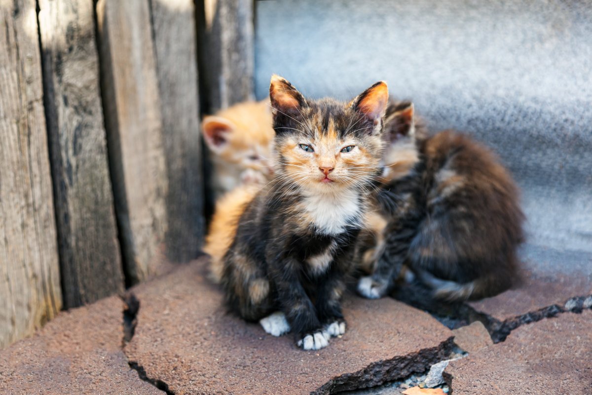 Cats and kittens abandoned in storage containers with snap-tight