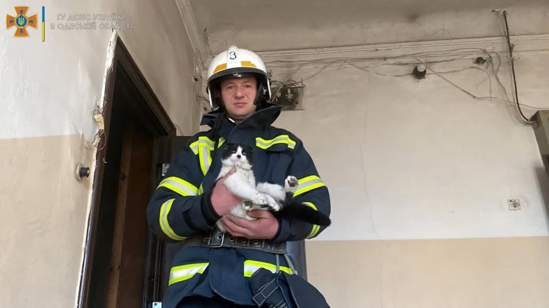 Cat rescued in Ukraine