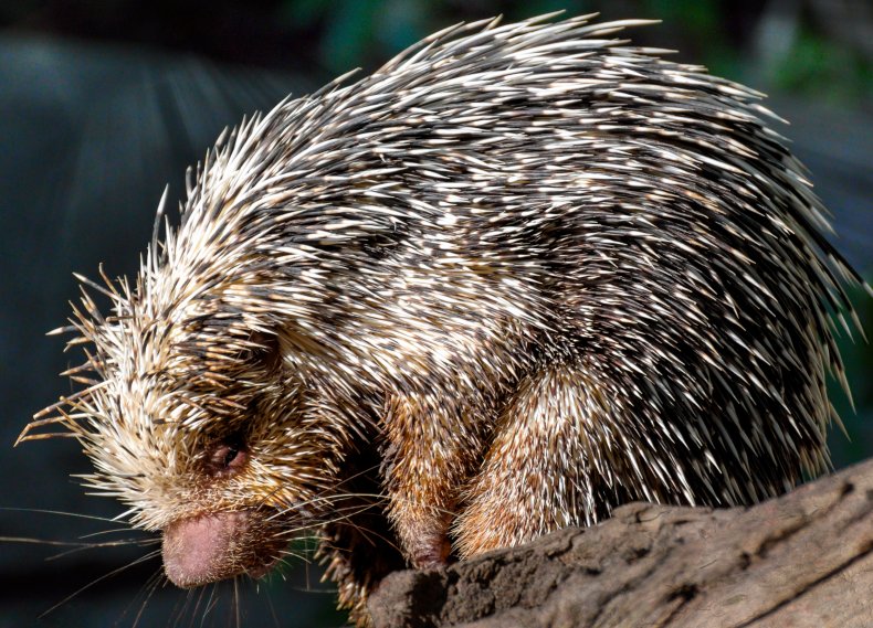 Prehensile Tailed Porcupine