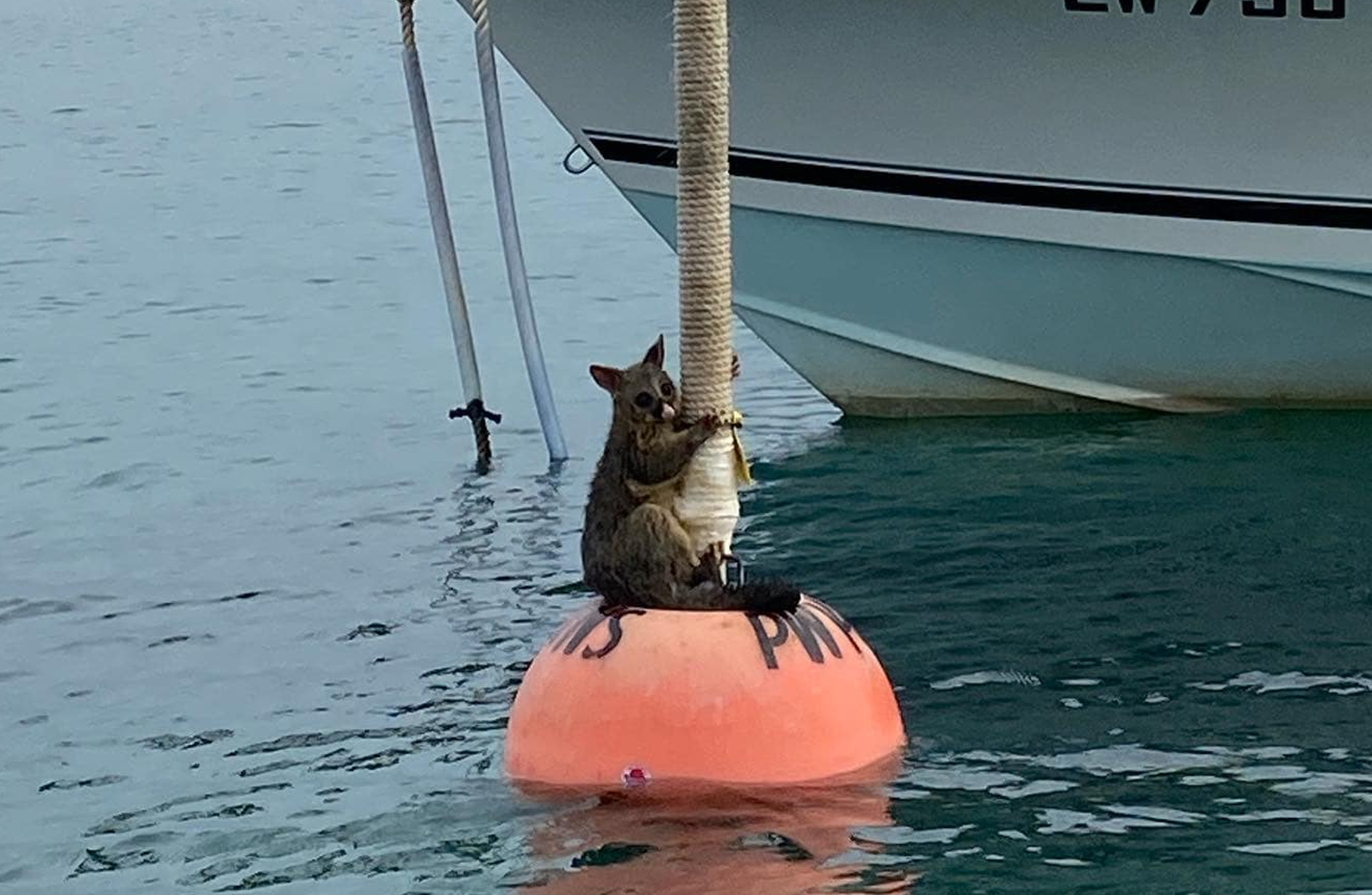 Confused Little Stowaway Possum Found Clinging to Buoy in Pier