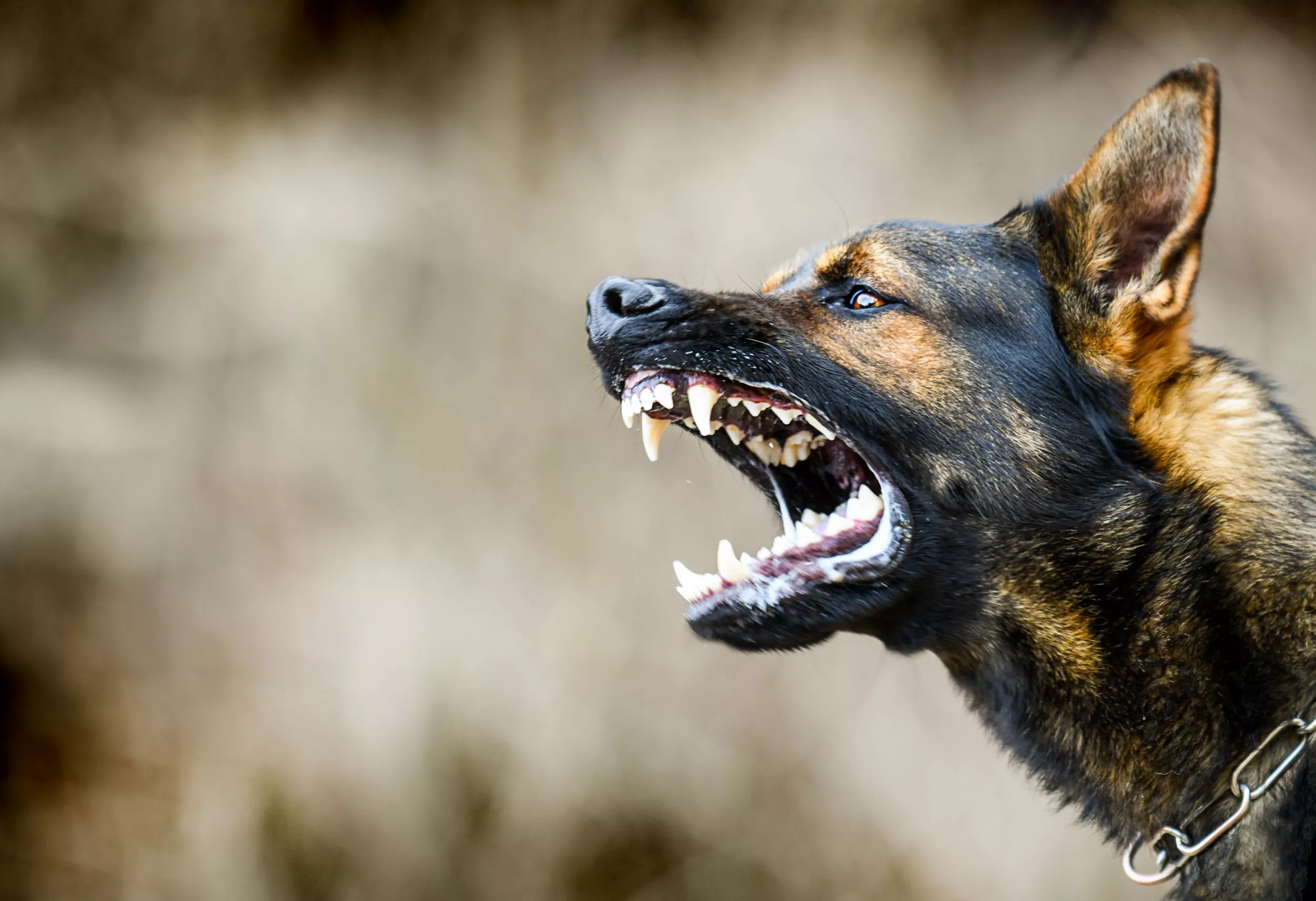 Kyleen Waltman, Woman Attacked by 3 Dogs, Receives Thousands in Donations - Vimarsana News
