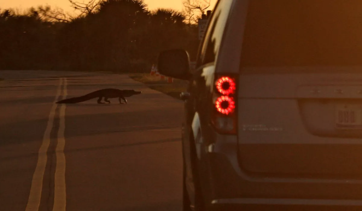 Man Dead After Vehicle Struck 11-Foot Alligator In Road - Vimarsana News