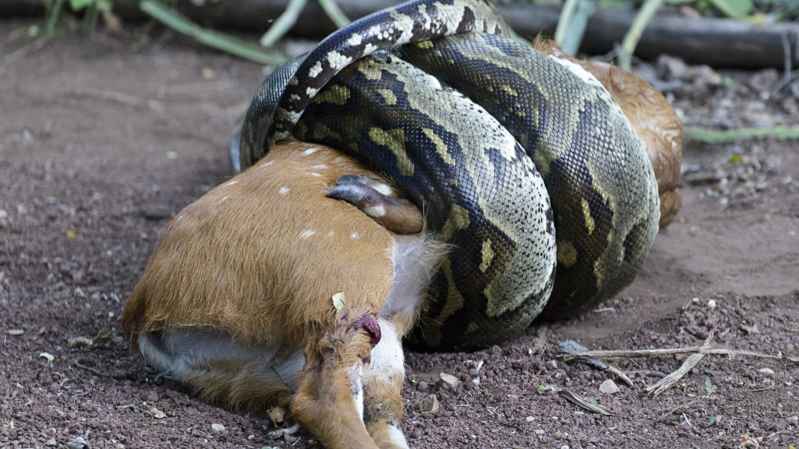 Snake Kills Bigger Snakes With World's Most Powerful Squeeze