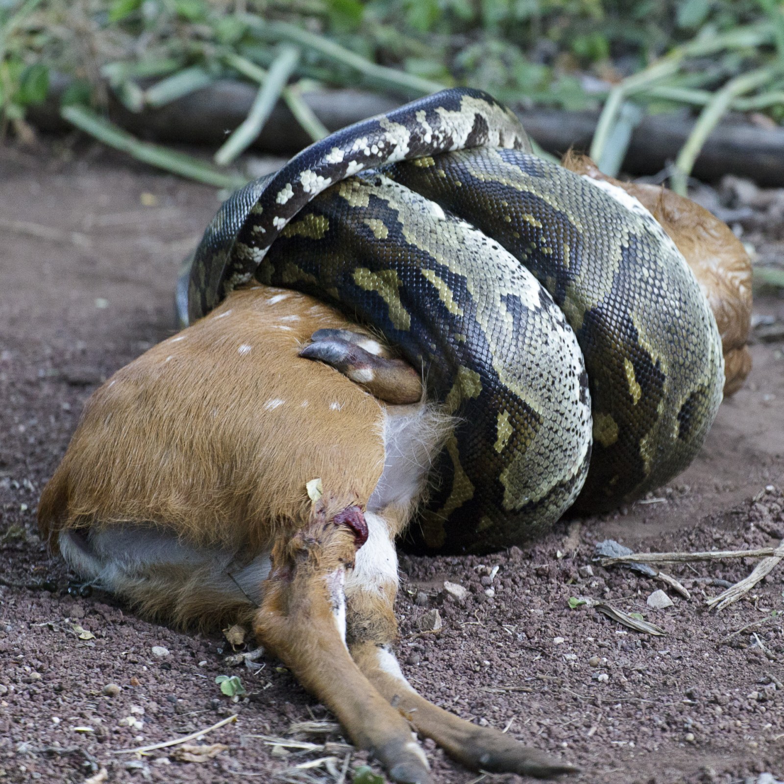 How Boa Constrictors Breathe While Squeezing the Life Out of Their Prey, Science