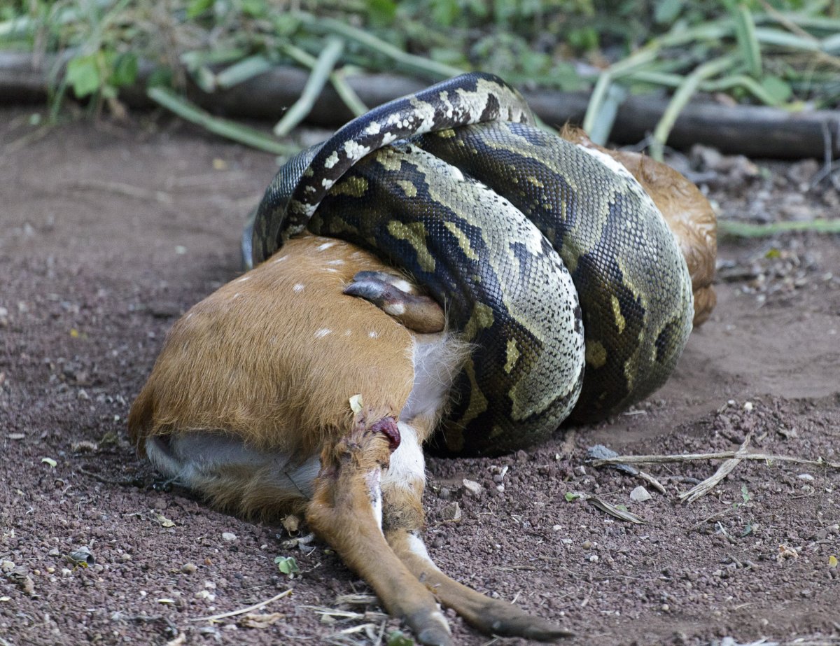 How boas save themselves from suffocation when constricting and digesting  dinner