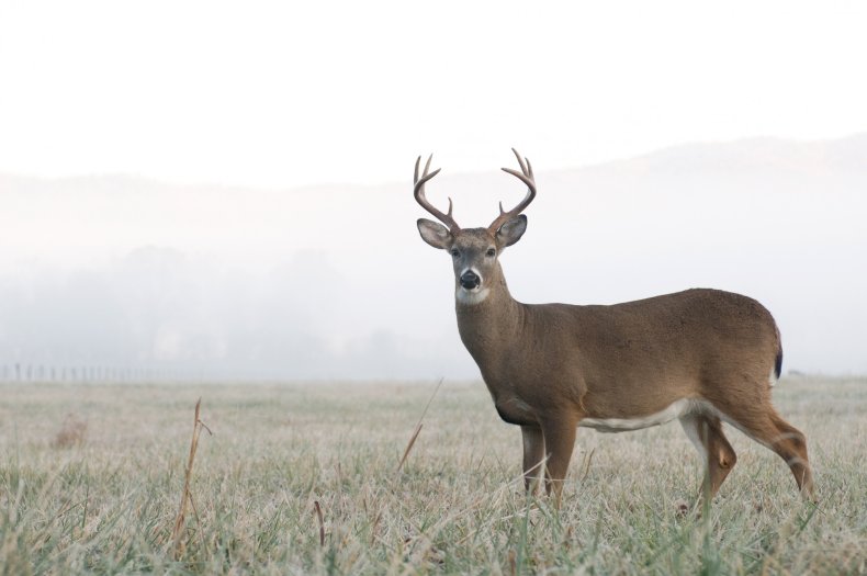 Antlers